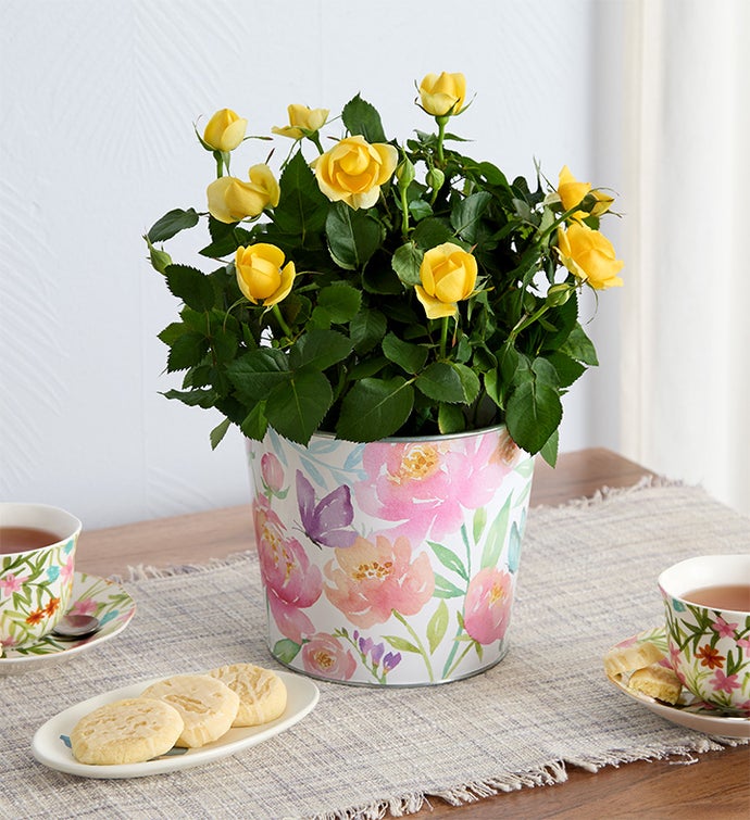 Mother’s Day Rose Plant