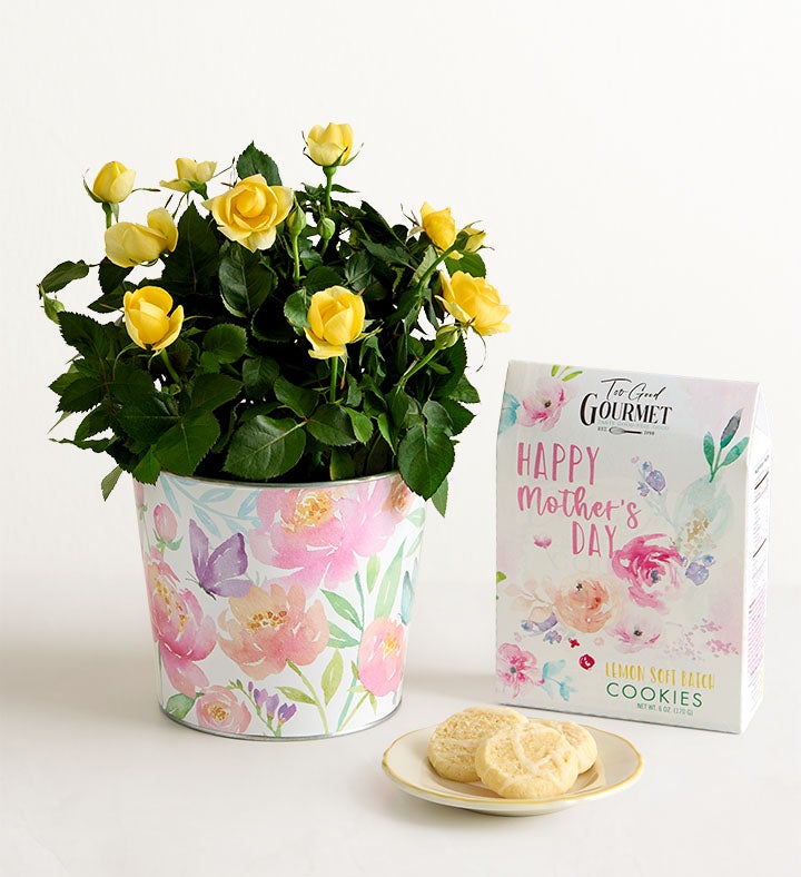 Mother’s Day Rose Plant