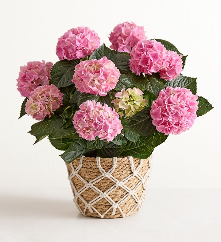 Blooming Pink Hydrangea