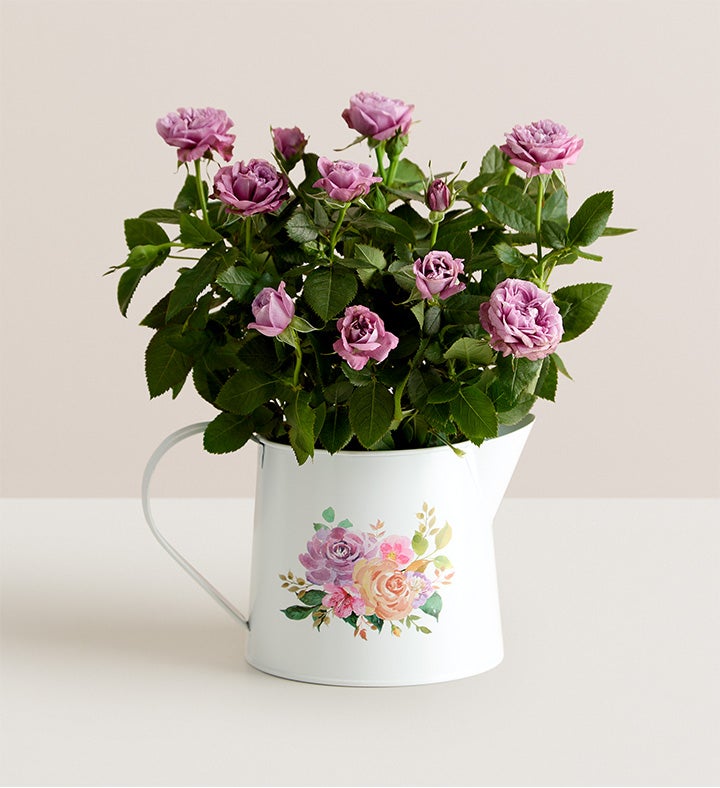Lavender Blooming Rose