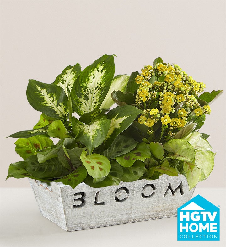 Bloom Dish Garden