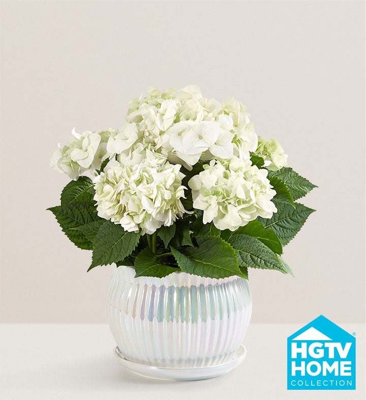 Blissful Blooming Hydrangea