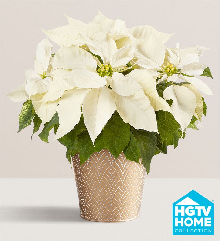 Silent Night White Poinsettia