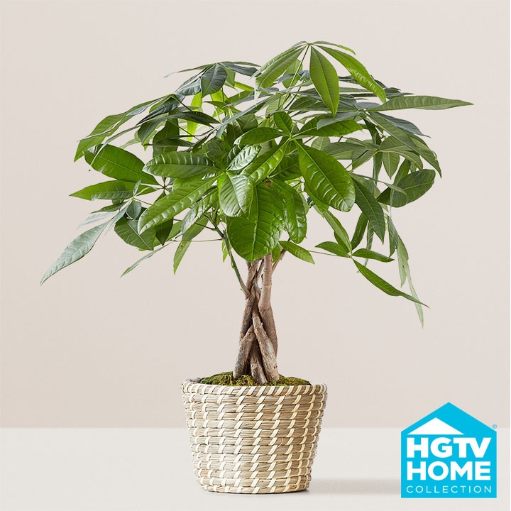 Money Tree - Medium