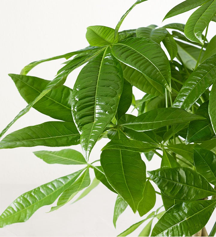 HGTV Home Money Tree