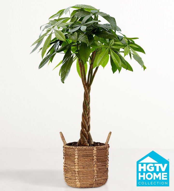 HGTV Home Money Tree
