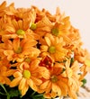 Pumpkin Patch Mum