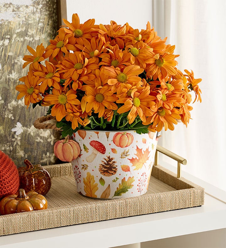 Pumpkin Patch Mum
