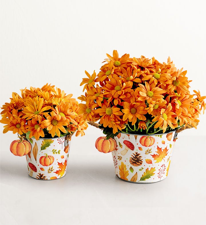 Pumpkin Patch Mum