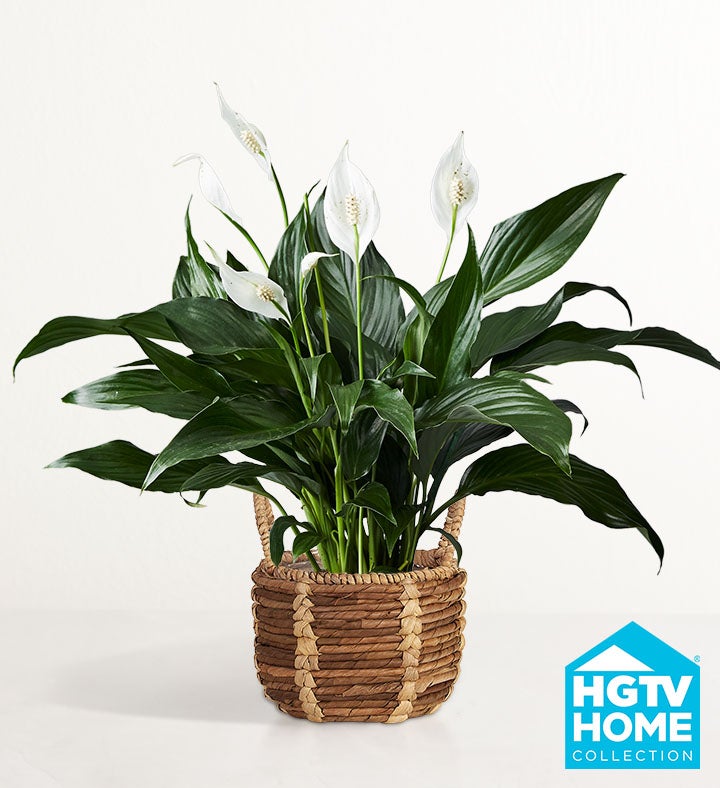 HGTV Calming Peace Lily Plant