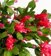 Christmas Cactus