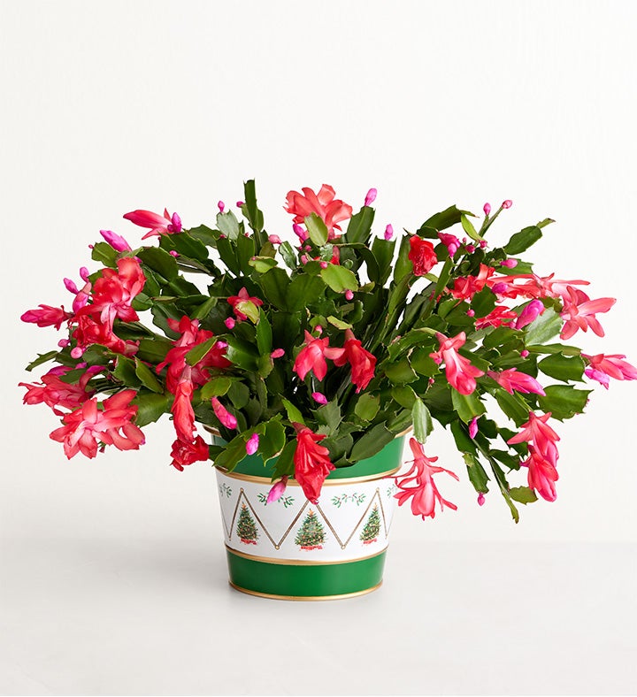 Christmas Cactus