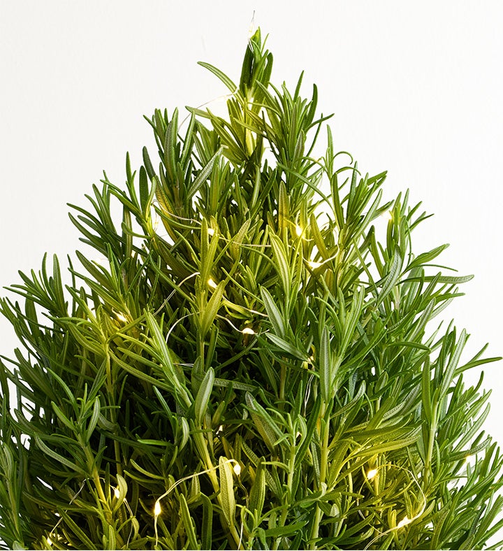 Rosemary & Bright Tree | 1800Flowers