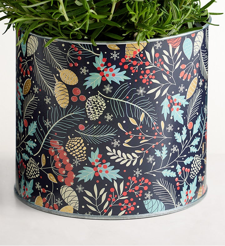 Rosemary & Bright Tree | 1800Flowers