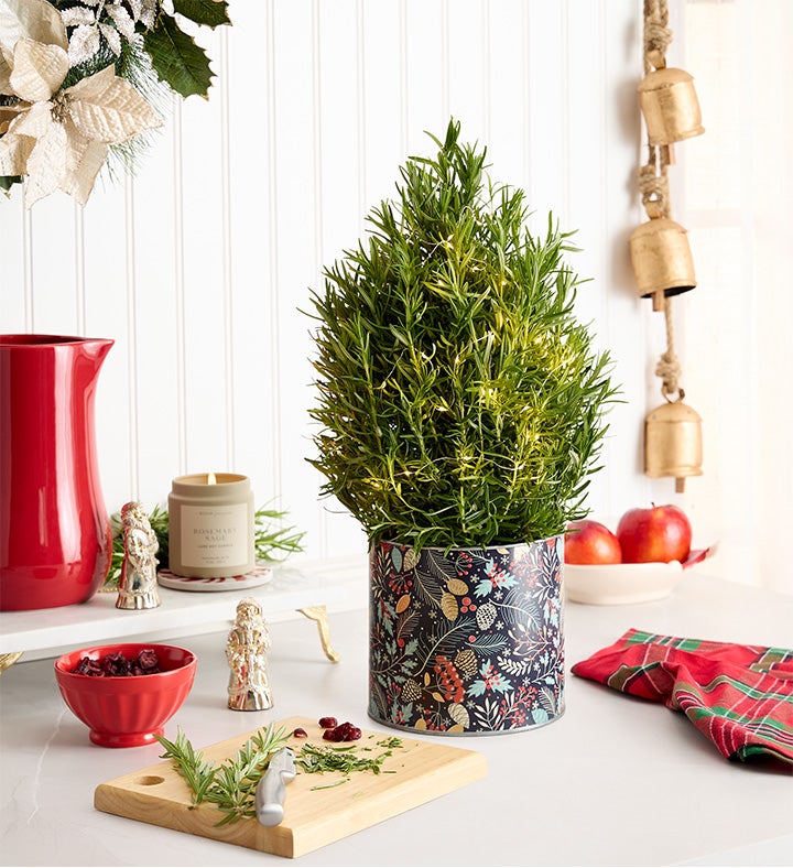 ローズマリー Rosemary & Bright Tree | 1800Flowers