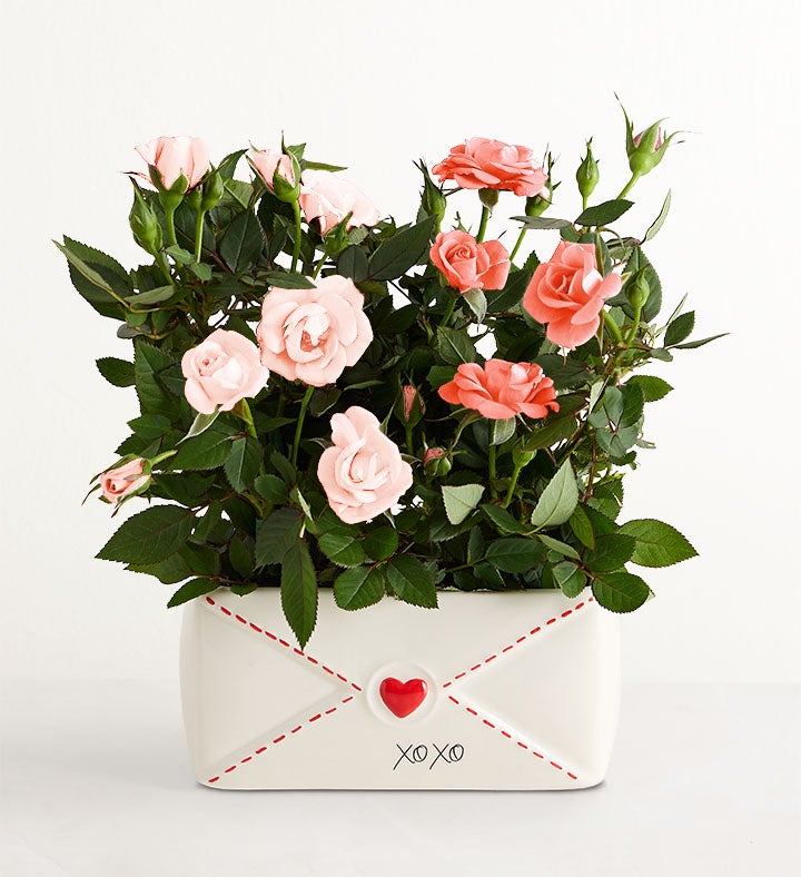 Valentine's Love Note Mini Roses