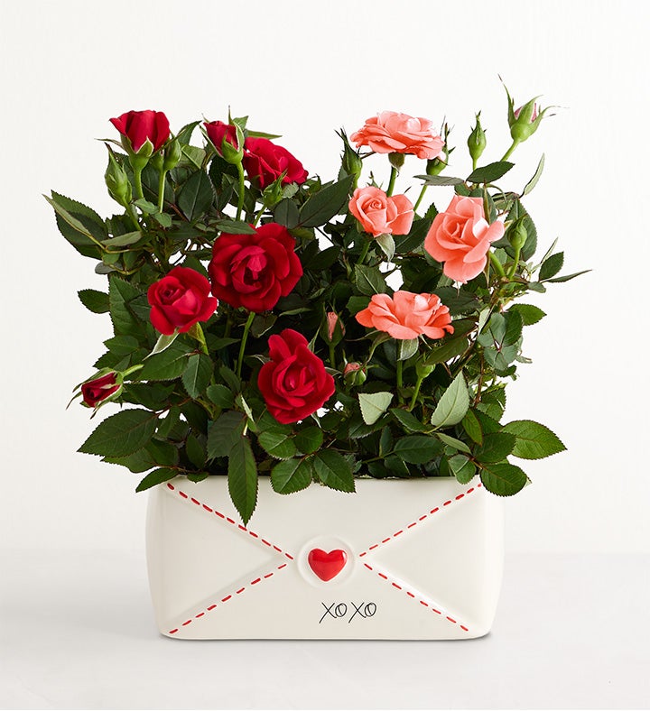 Valentine's Love Note Mini Roses