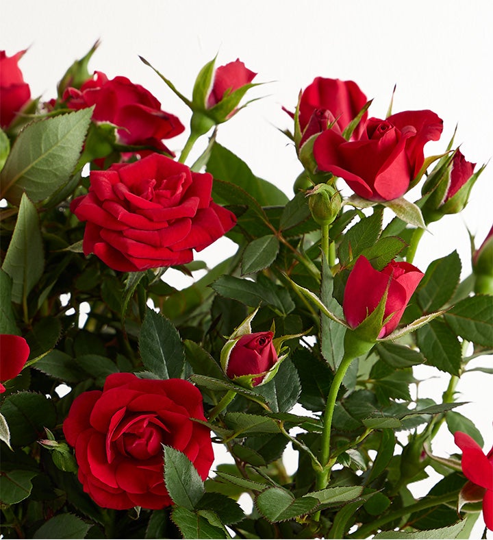 Midnight Romance Red Rose | 1800Flowers