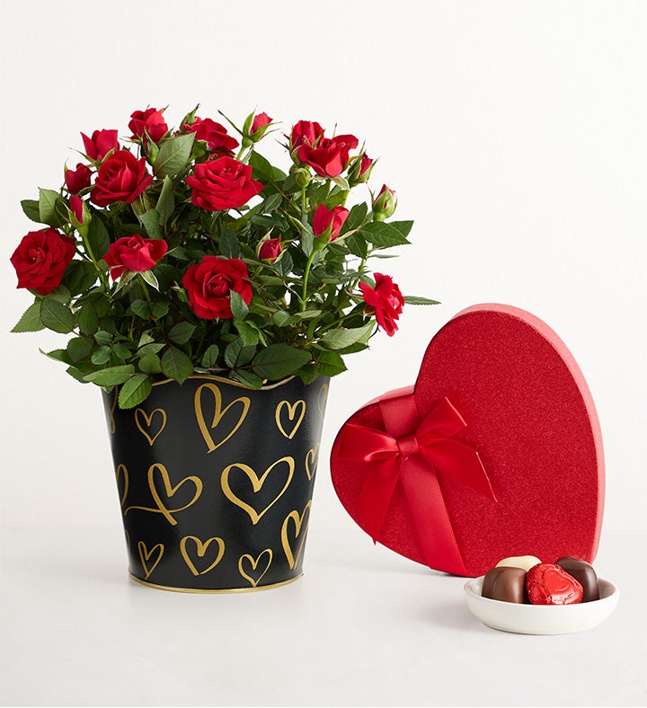 Midnight Romance Red Rose