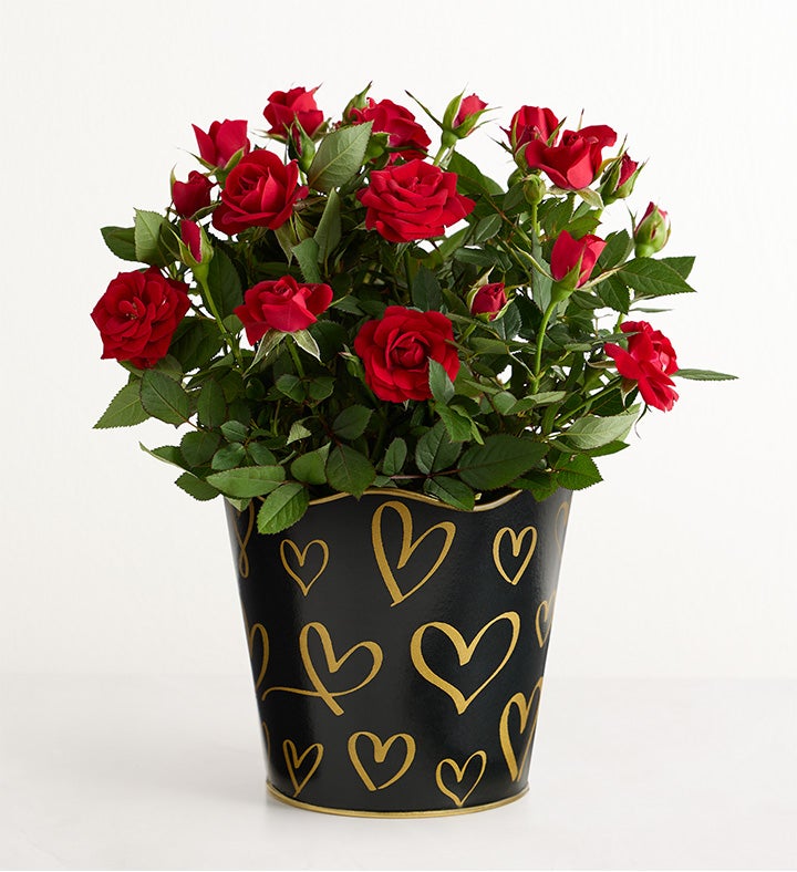 Midnight Romance Red Rose