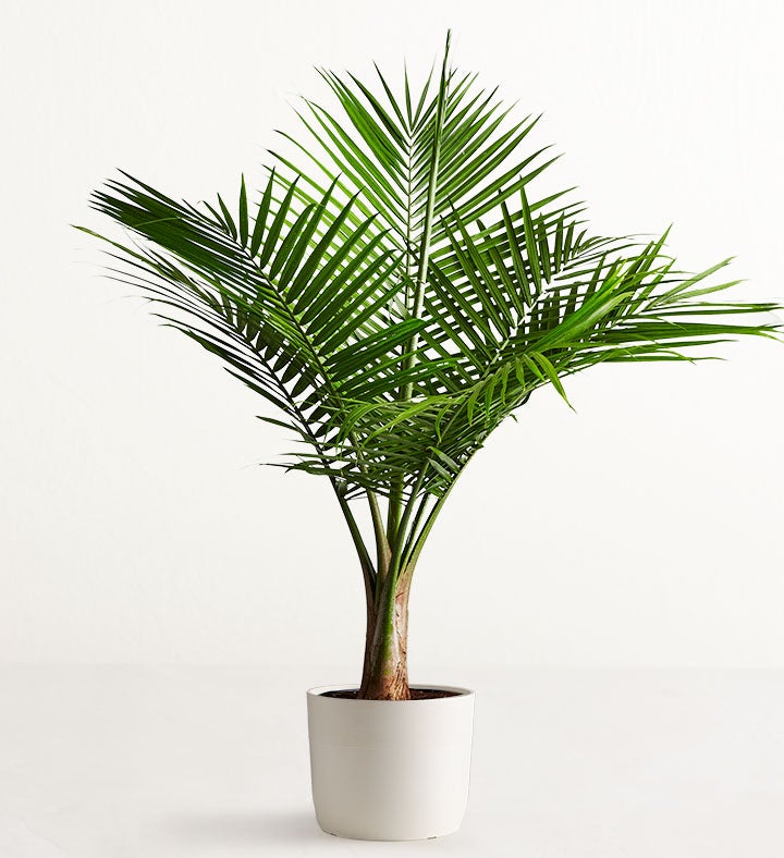 Majesty Palm Floor Plant