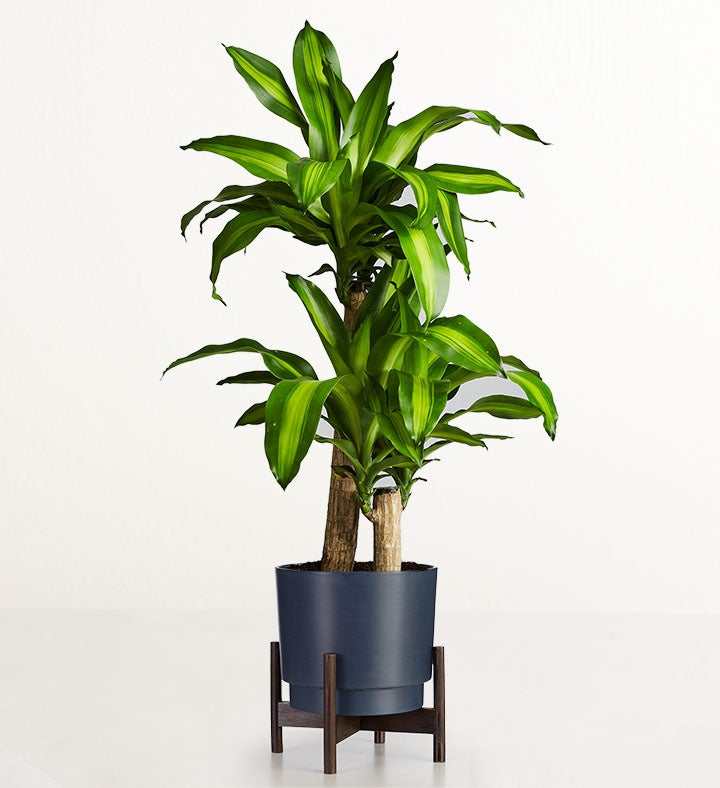 Mass Cane Floor Plant