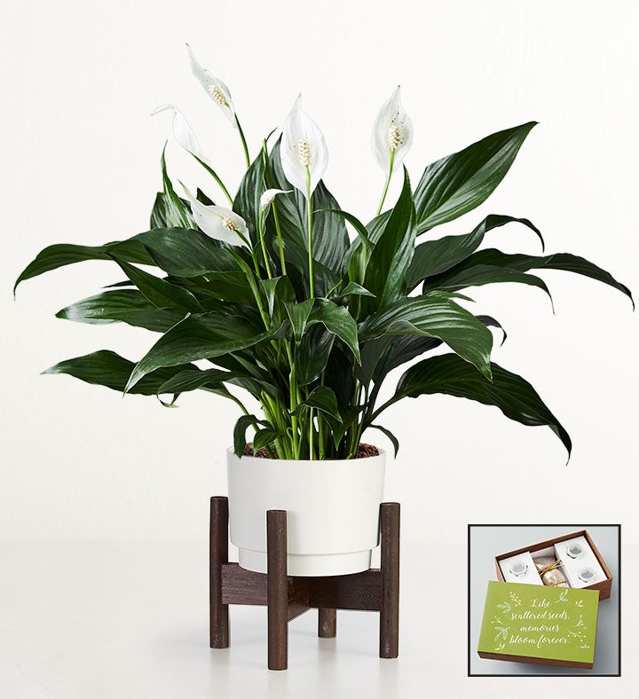 Serenity Peace Lily Plant