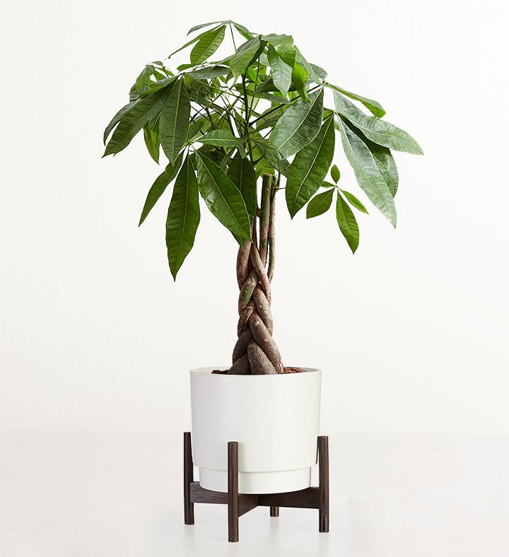 Heartfelt Money Tree Floor Plant