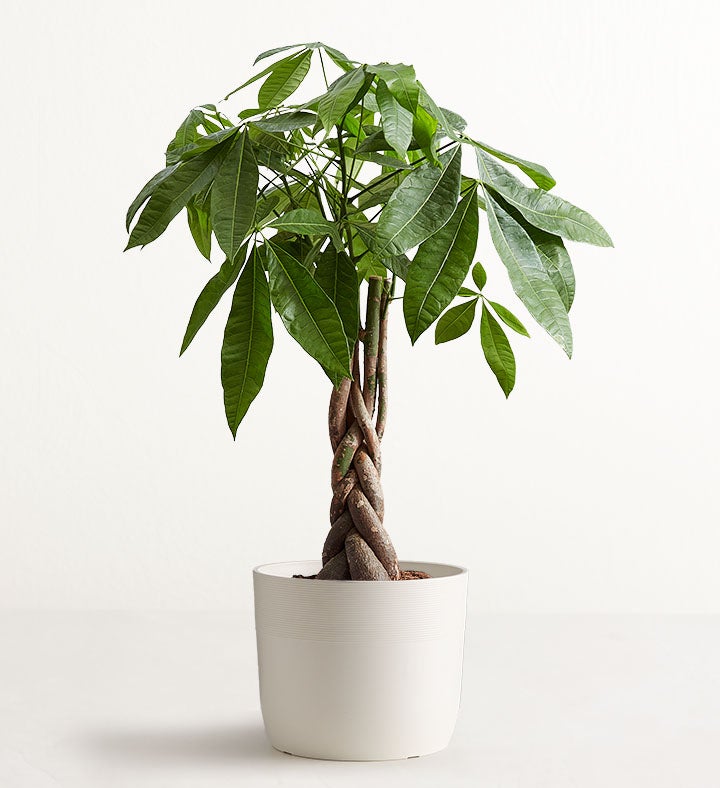 Heartfelt Money Tree Floor Plant