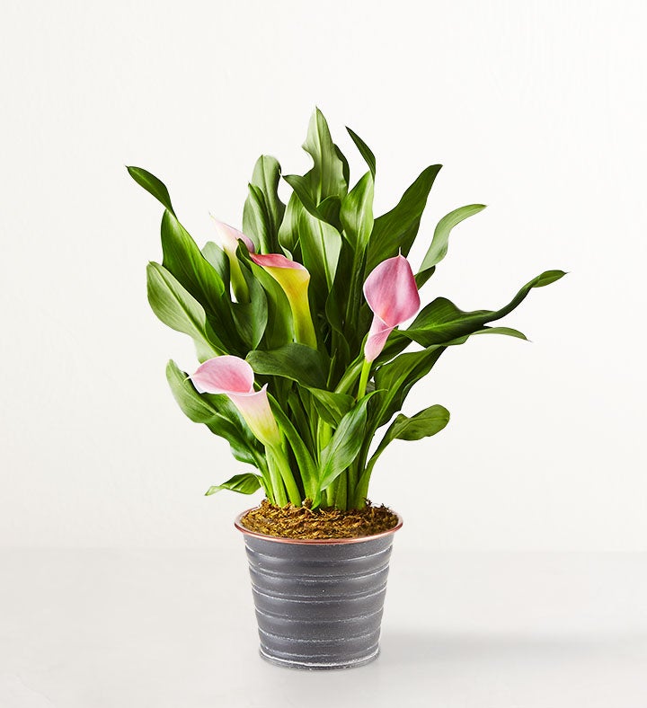 Pink Petal Calla Lily