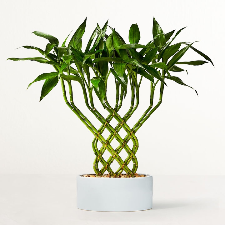 Lucky Bamboo Trellis - Lucky Bamboo Trellis