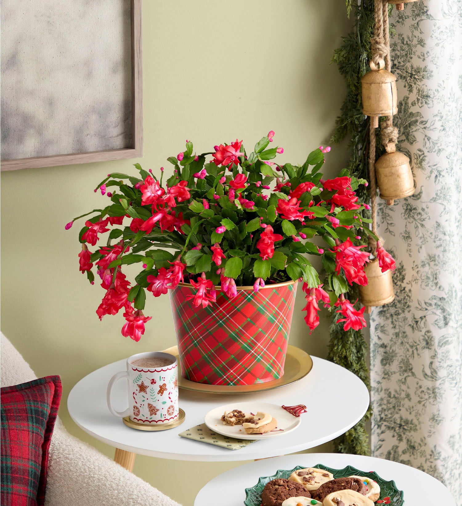 Holiday Cheer Christmas Cactus