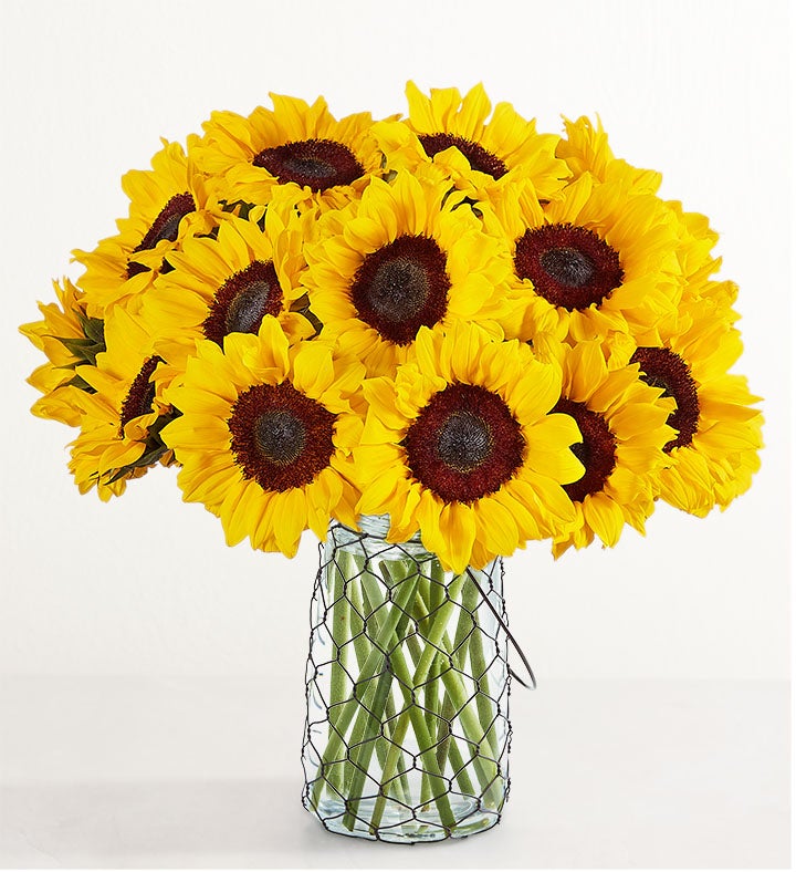 20 Stems Sunflowers by Southern Living™