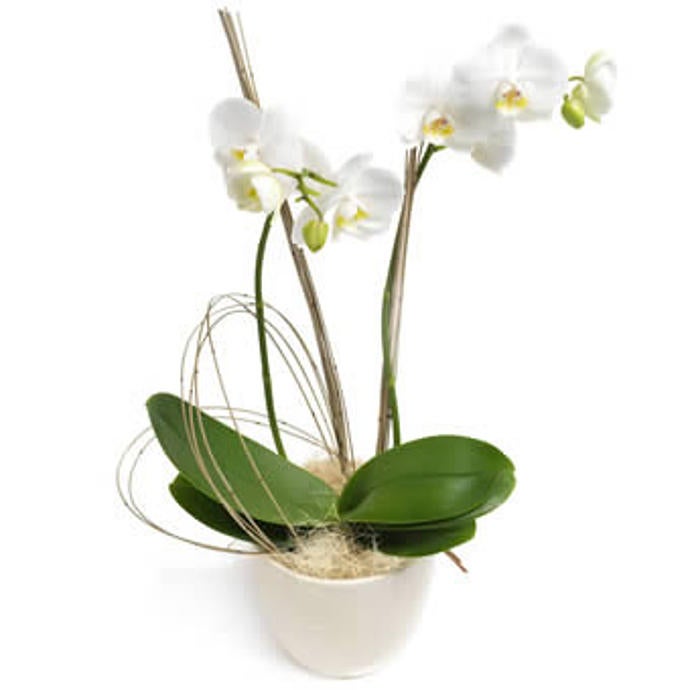 White Phalaenopsis