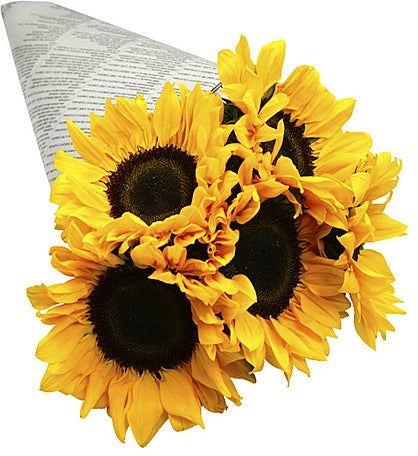 News of a Sunflower