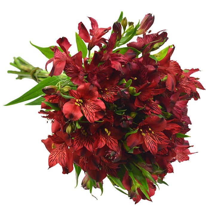 10 Stems of Red Alstroemeria