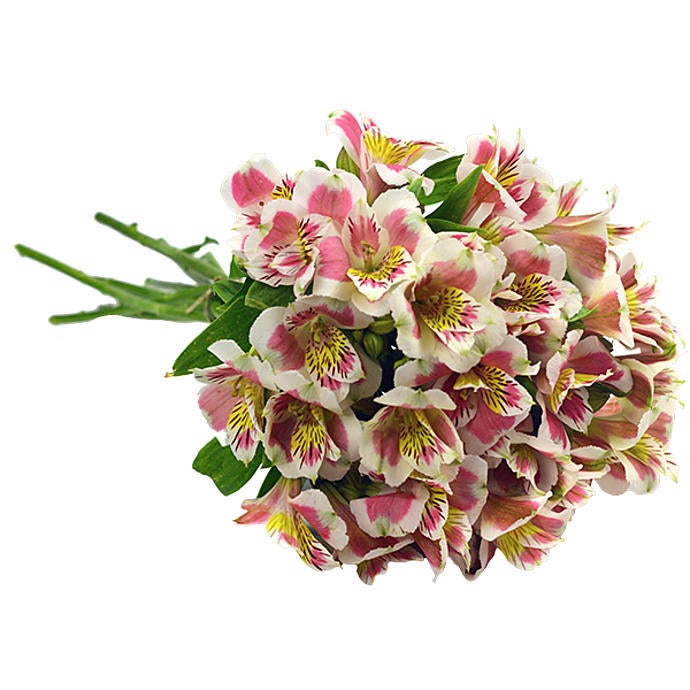 10 Alstroemeria Inca Sweety