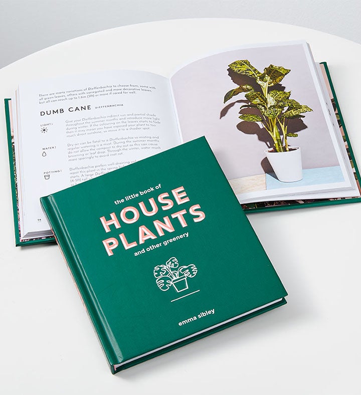 Money Tree + Free House Plant Book
