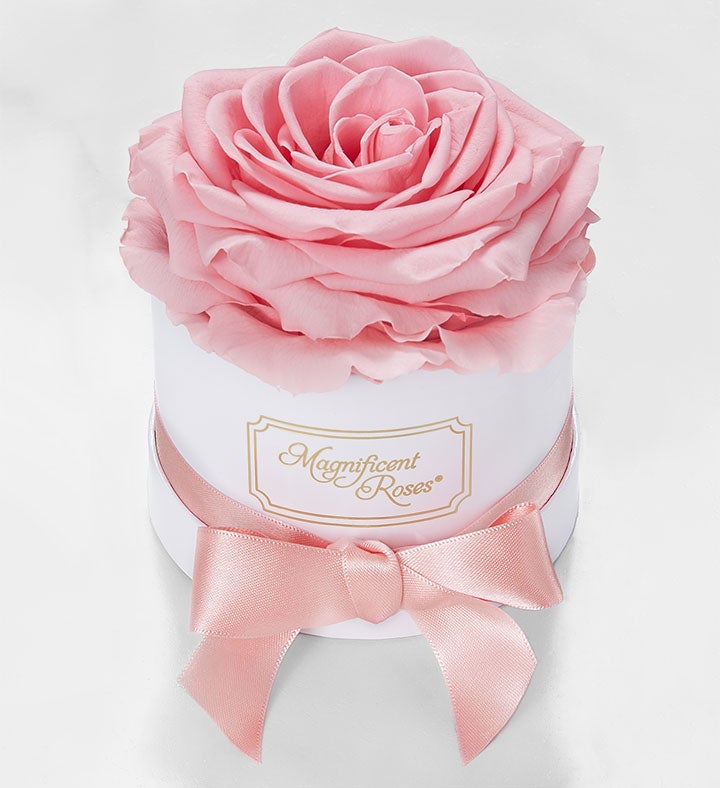 Magnificent Roses® Preserved Pink Rose