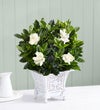 Grand Gardenia™