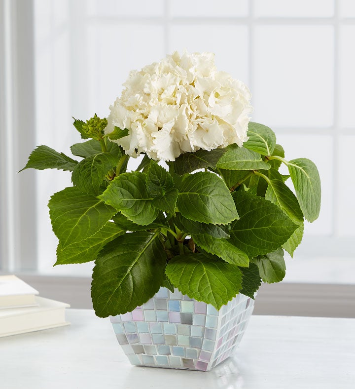 Bountiful Blessings Hydrangea