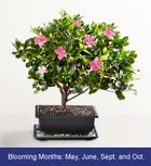 Azalea Bonsai