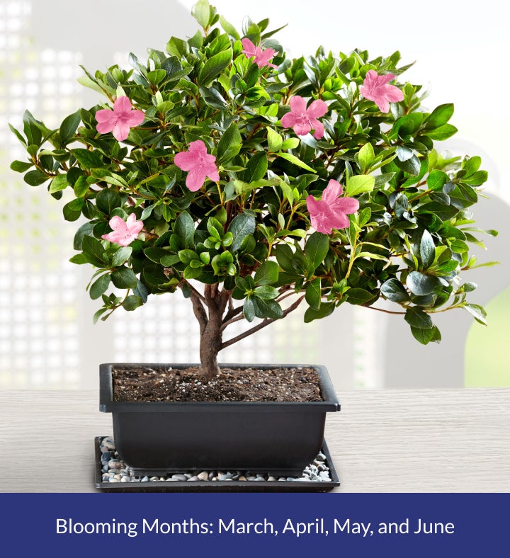 Sweet Serenity Azalea Bonsai