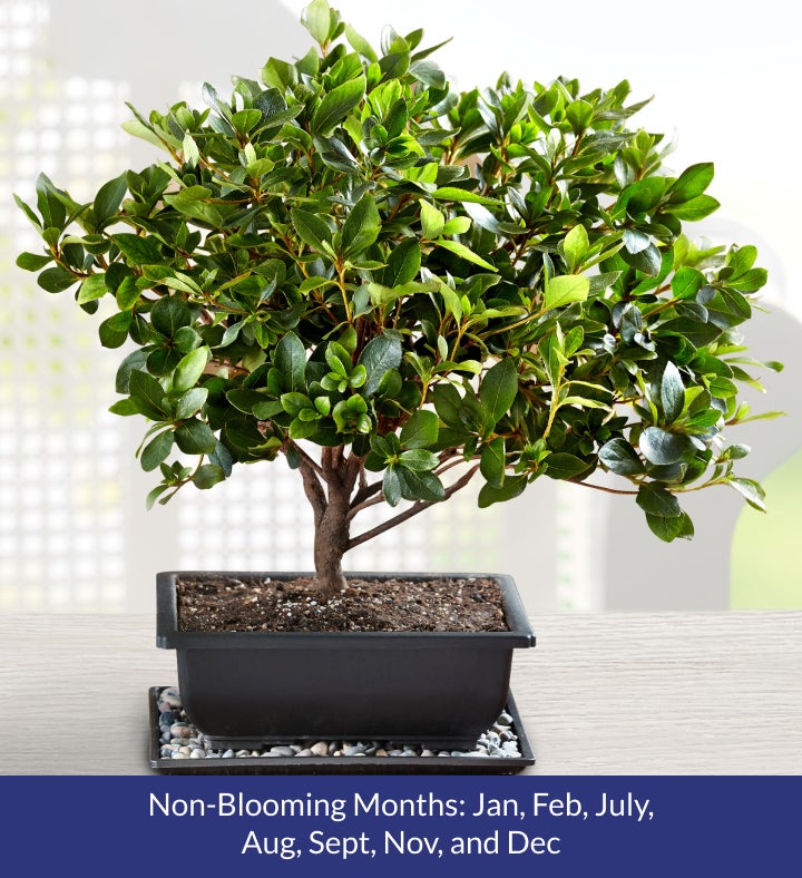 Azalea Bonsai