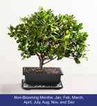 Azalea Bonsai