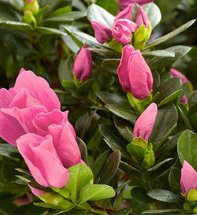 Sweet Serenity Azalea Bonsai