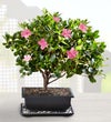 Azalea Bonsai