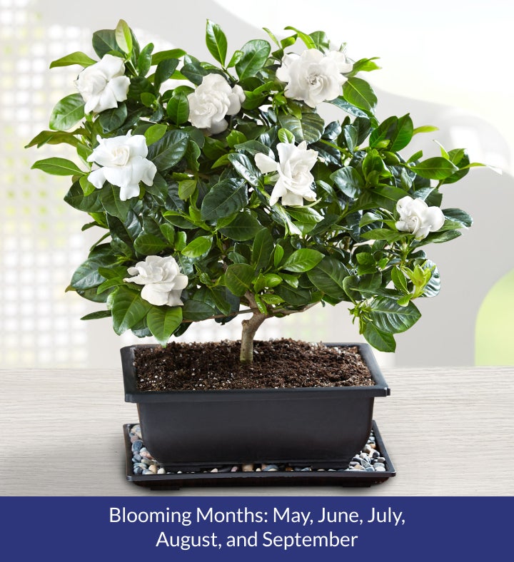 Gardenia Bonsai | 1800Flowers.com - 18202