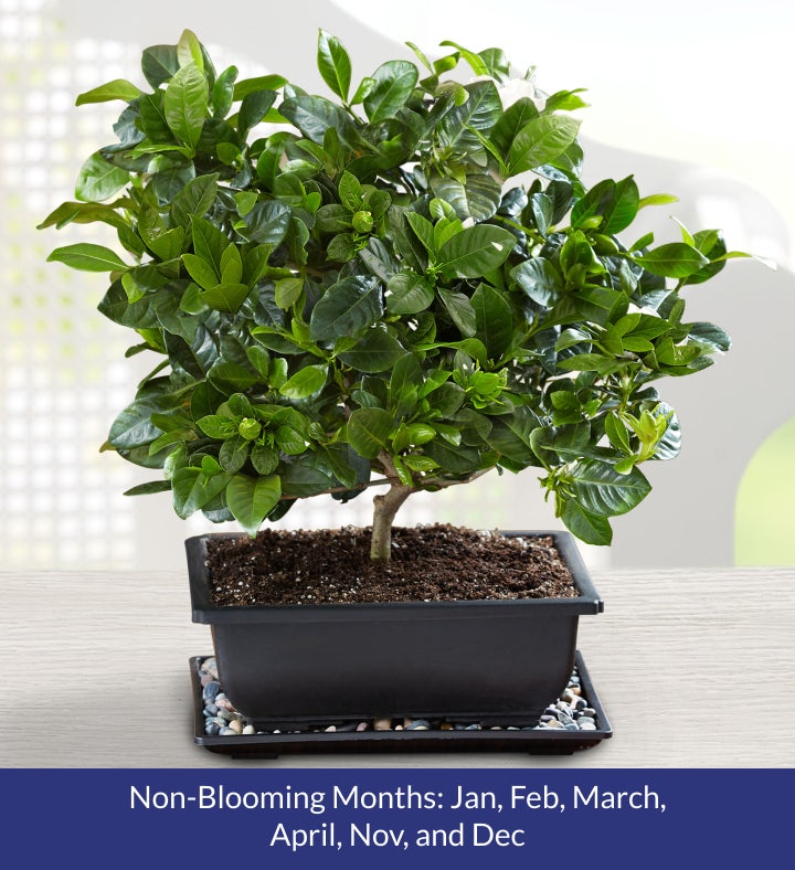 Gardenia Bonsai