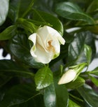 Comforting Gardenia Bonsai